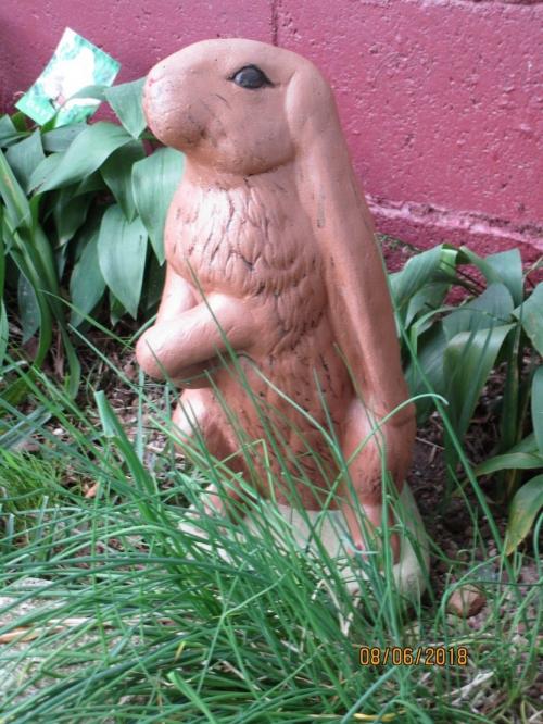 welcome rabbit2